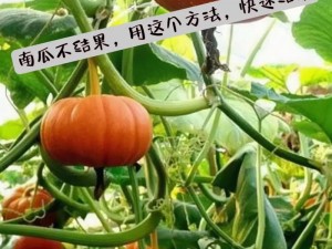 南瓜种植技术与管理：科学栽培方法指南，助力高效收获甜美南瓜果盘