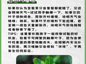 含羞草的使用：轻轻触碰，感受奇妙的自然之力