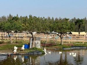 关于肥波新牧场：一个探索乐趣无限的农牧体验之旅