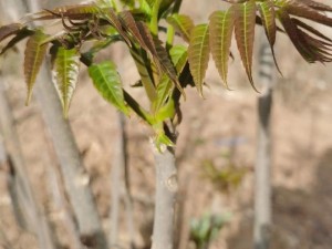 无尽得到向上可爱香椿【无尽的香椿树向上生长，可爱的香椿芽等你来采】