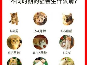 猫咪病患安装与配置详解指南：安装步骤及配置设置解析