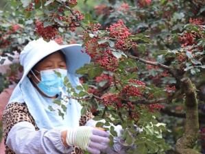 四川农村一级毛片：新鲜采摘的优质花椒，香气浓郁，口感麻辣醇厚