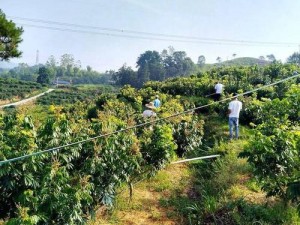 优质草莓、丝瓜、向日葵、樱桃、榴莲种植基地地址