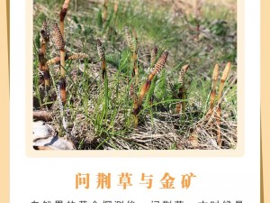 光明大陆：植物采集与矿石挖掘对比——哪个更占优势？