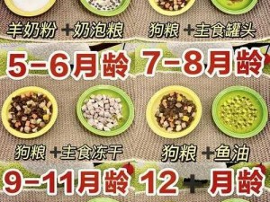 三个月大狗狗的喂食指南：科学营养搭配与日常护理标准