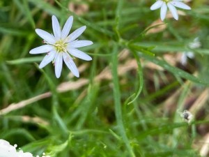 野花视频在线观看视频 野花视频在线观看视频，高清无码，免费体验