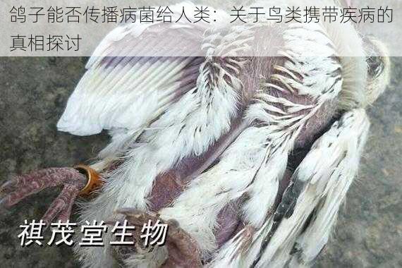 鸽子能否传播病菌给人类：关于鸟类携带疾病的真相探讨