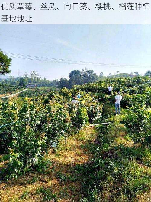 优质草莓、丝瓜、向日葵、樱桃、榴莲种植基地地址