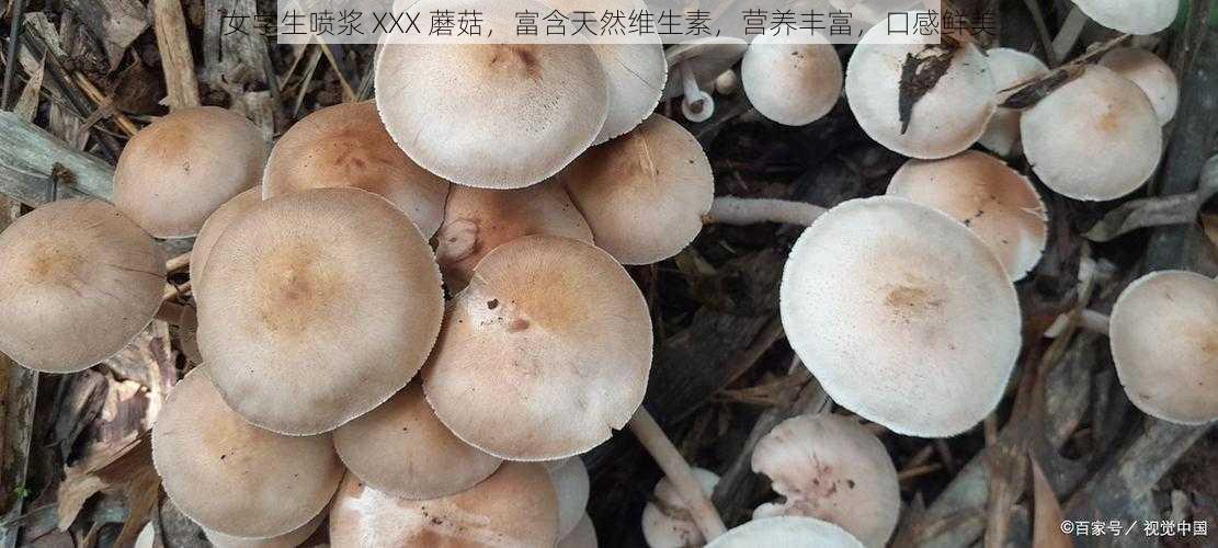 女学生喷浆 XXX 蘑菇，富含天然维生素，营养丰富，口感鲜美