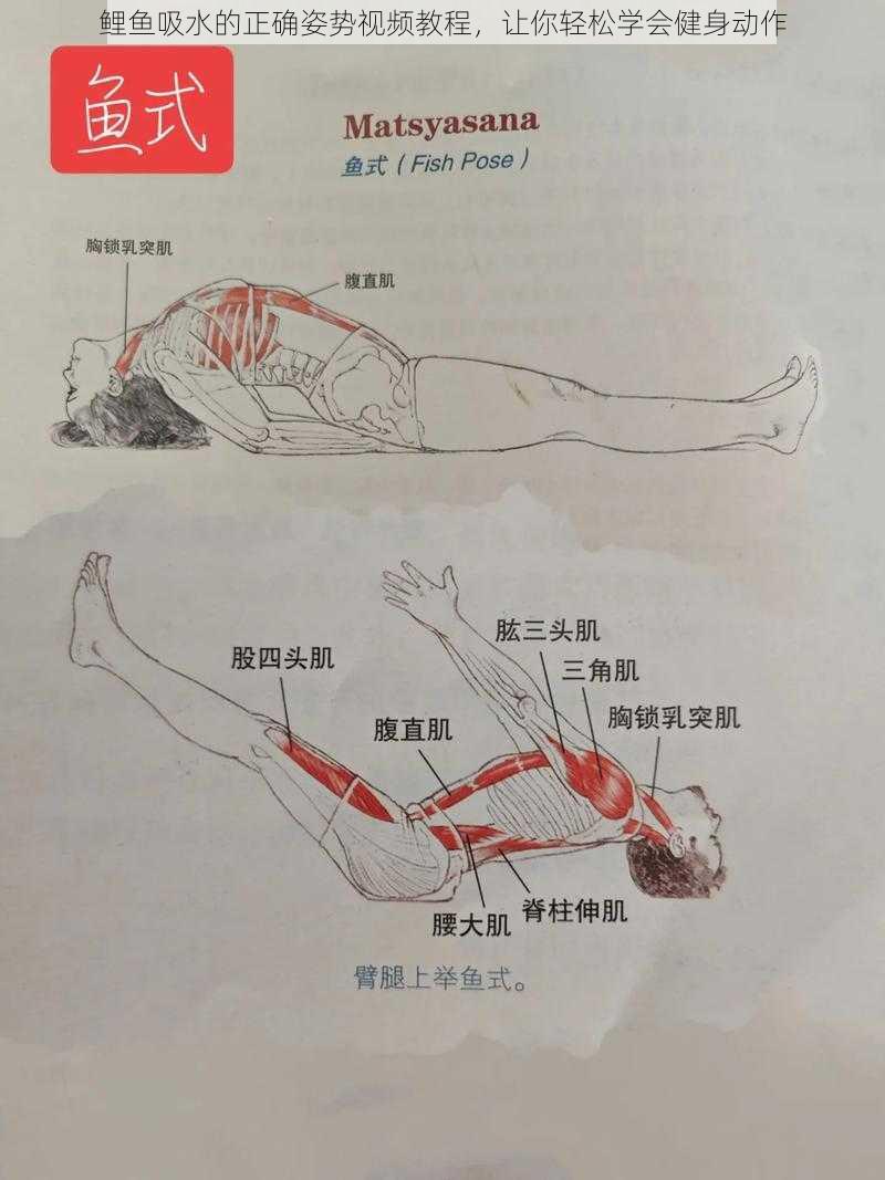 鲤鱼吸水的正确姿势视频教程，让你轻松学会健身动作