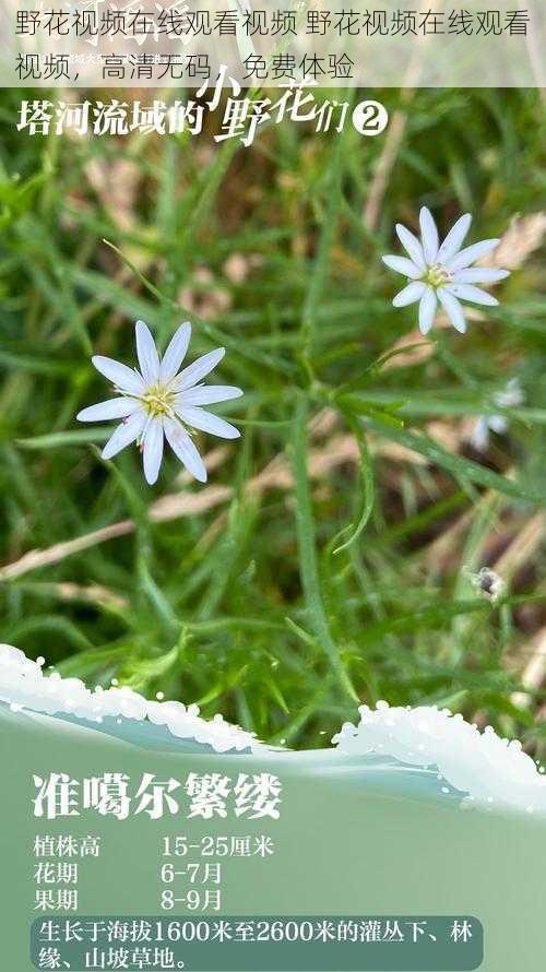 野花视频在线观看视频 野花视频在线观看视频，高清无码，免费体验