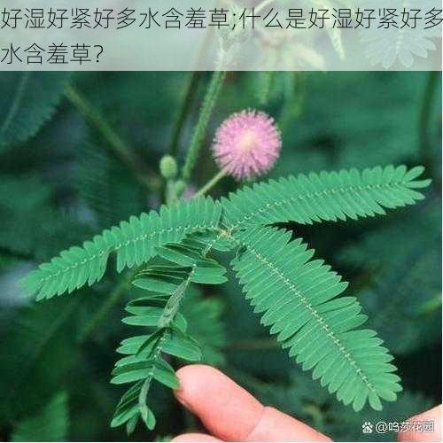 好湿好紧好多水含羞草;什么是好湿好紧好多水含羞草？