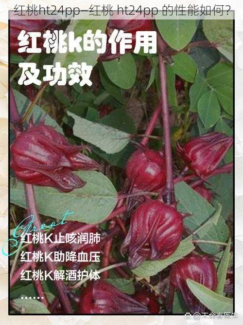 红桃ht24pp—红桃 ht24pp 的性能如何？