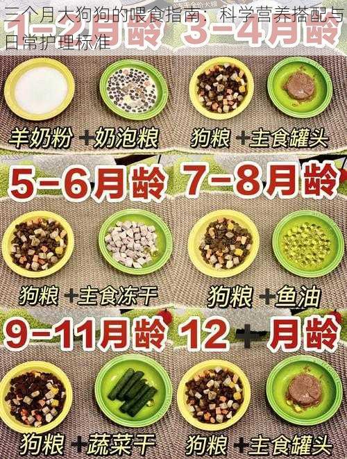 三个月大狗狗的喂食指南：科学营养搭配与日常护理标准