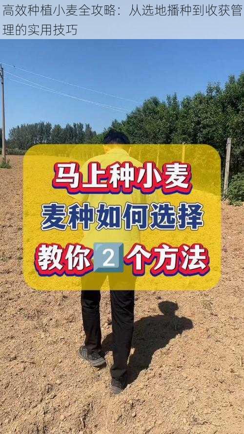 高效种植小麦全攻略：从选地播种到收获管理的实用技巧